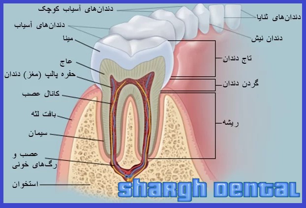 عصب کشی دندان و روت کانال چیست